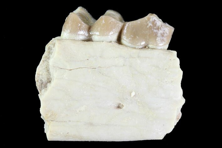Oreodont (Leptauchenia) Jaw Section - South Dakota #73658